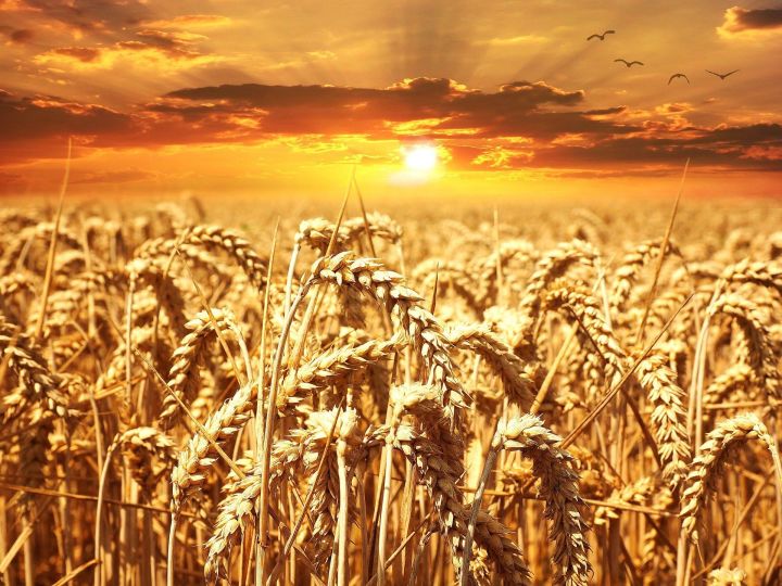Урожай пшеницы в России уже стал вторым по объему в истории страны