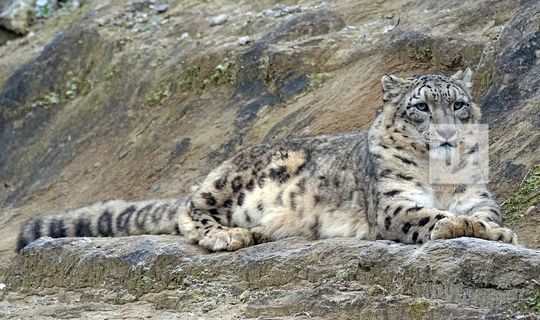 Специалисты Центра по изучению редких видов кошек в Татарстане выведут чистый геном барса