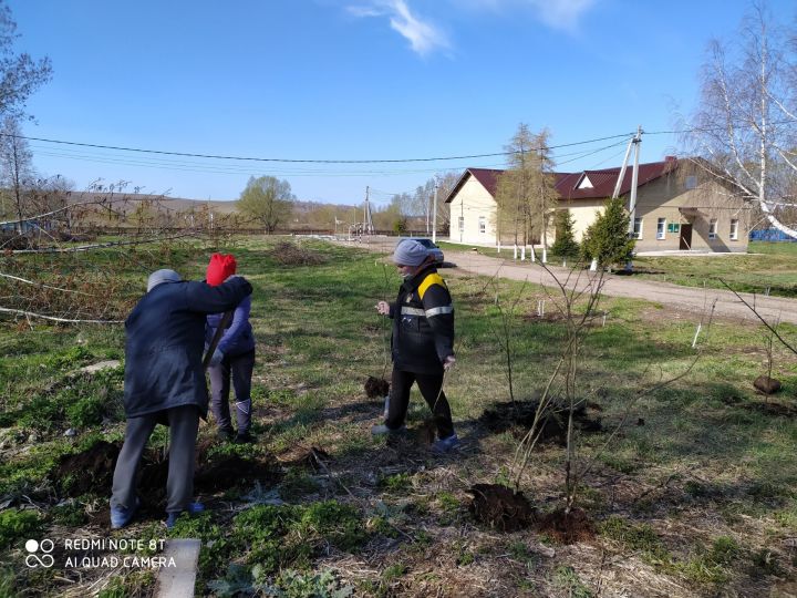 В селе Акбаш в рамках акции "Сохраним лес" были посажены тридцать пять рябин