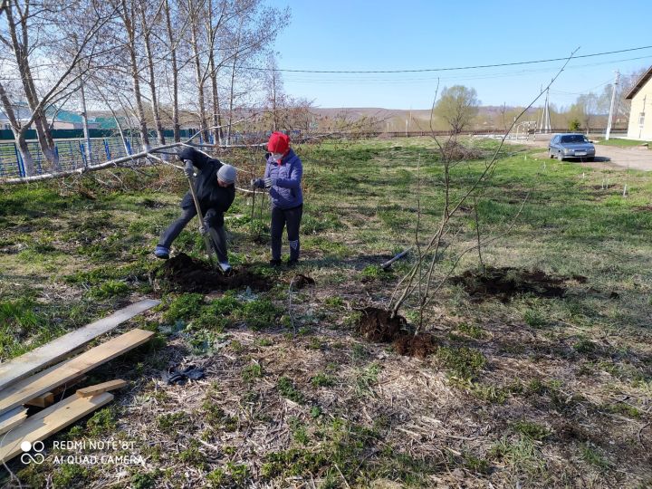 В селе Акбаш в рамках акции "Сохраним лес" были посажены тридцать пять рябин