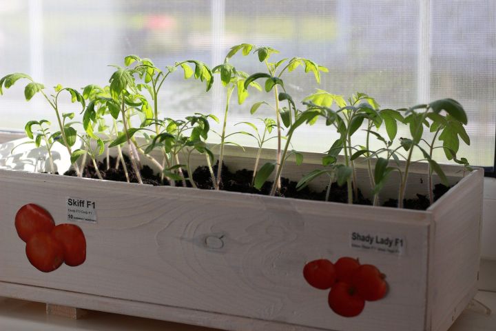 Когда сажать томаты на рассаду в 2021 году? Лучшие сроки и самые благоприятные дни