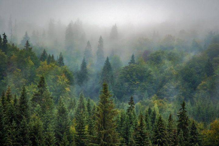 За 1 год в РТ появится еще 1748 га защитных лесных насаждений