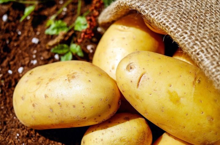 Какие дни наиболее благоприятны для посадки картофеля в апреле и мае 2021 года