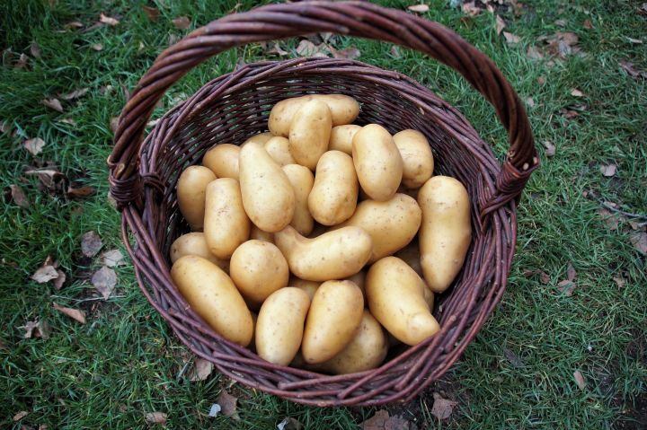 Самые благоприятные дни для посадки картофеля в мае 2021 по лунному календарю