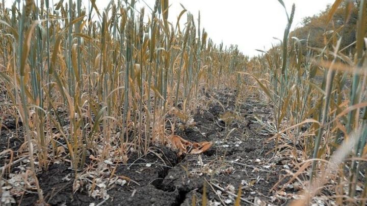 Аграрии Татарстана могут получить льготные кредиты до 5 млн рублей из-за жары и засухи