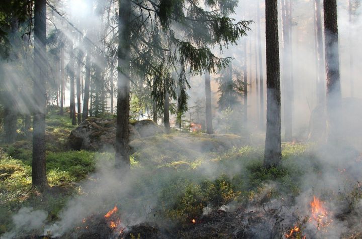 Штормовое предупреждение о сохранении высокой и чрезвычайной пожарной опасности лесов на территории РТ