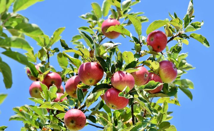В Россельхозцентре Татарстана назвали шесть причин, почему на яблоне засыхают листья