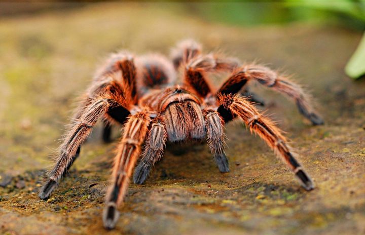 В Бавлинском районе обнаружили редкого ядовитого тарантула