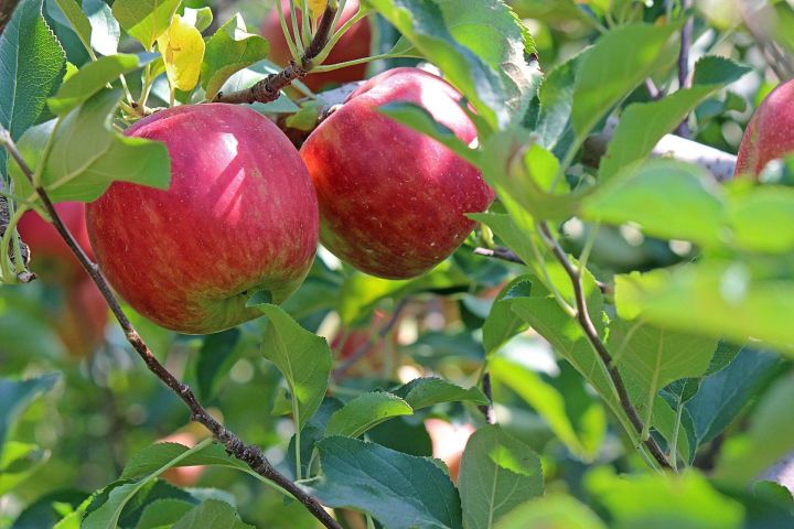 19 августа празднуется Яблочный Спас