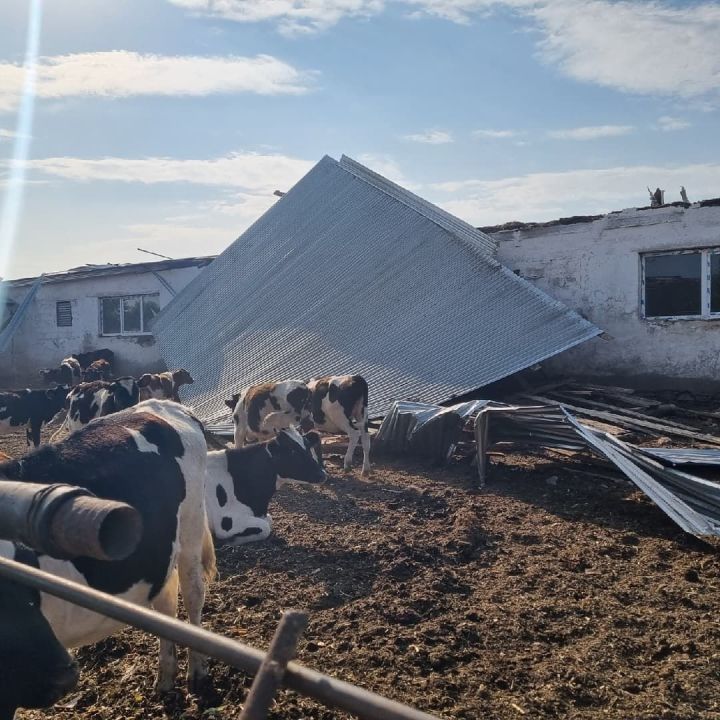 Порывами  ветра нанесен  ущерб сельскому хозяйству района