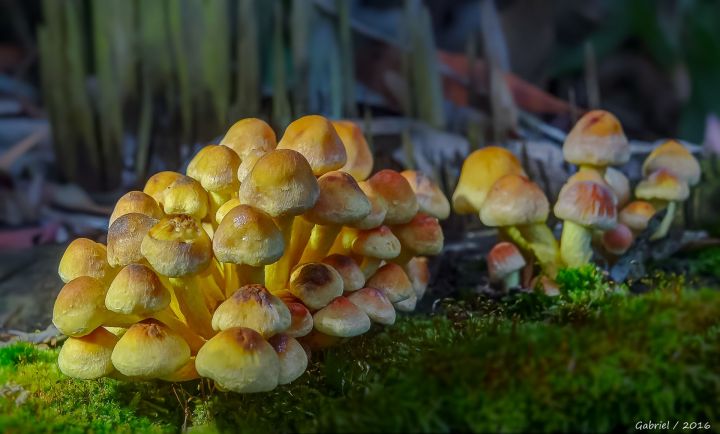Какие грибы растут в лесу в октябре