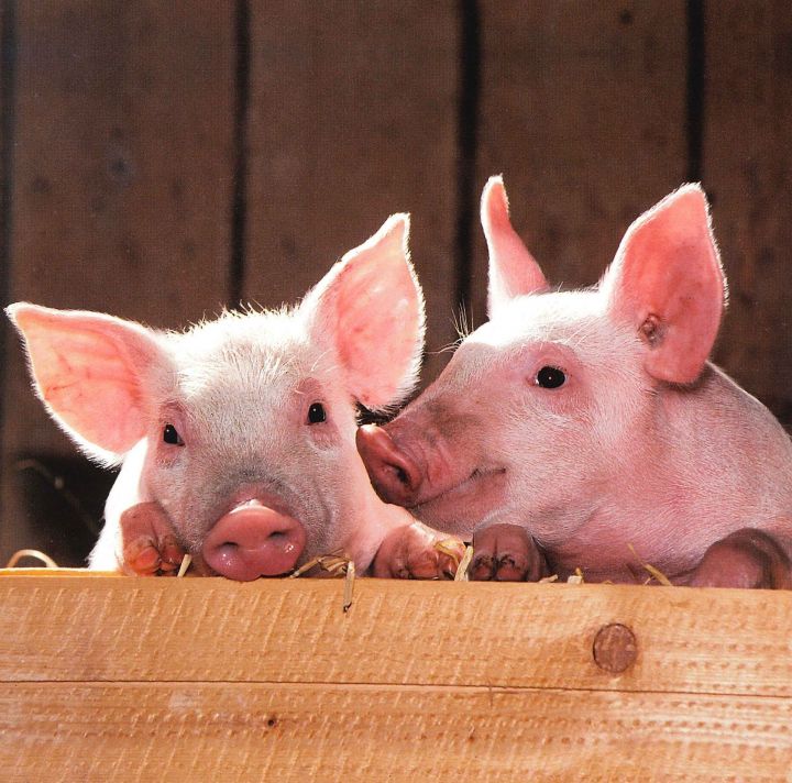 В Татарстана из-за африканской чумы поголовье свиней сократилось в 3 раза