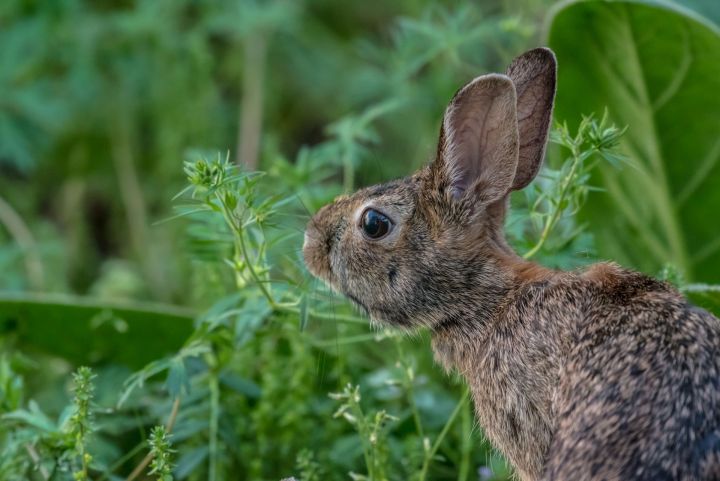 В Татарстане поймали браконьера, который незаконно охотился на зайцев