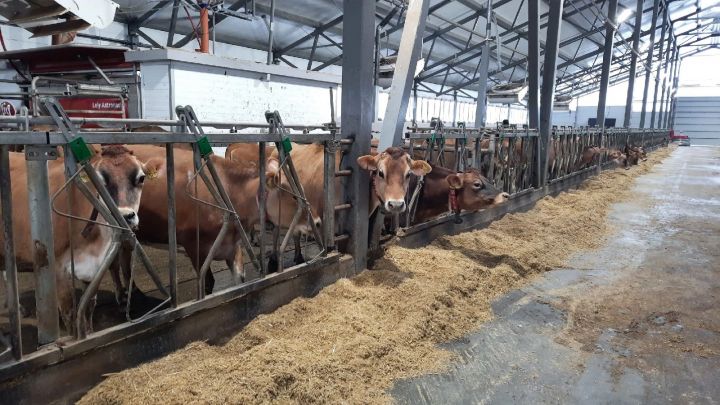 В Сабинском районе прошло обучение по теме :»Современные технологии на ферме -путь к большому молоку »