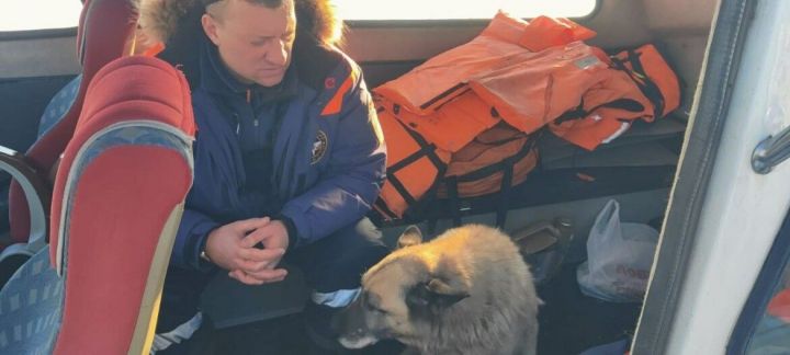 В Татарстане спасатели собаке спасли жизнь, она провалилась под лед на Волге