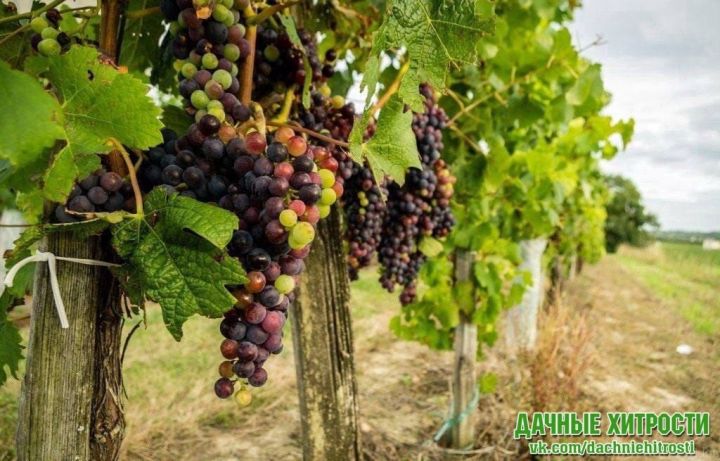 Советы начинающим виноградникам
