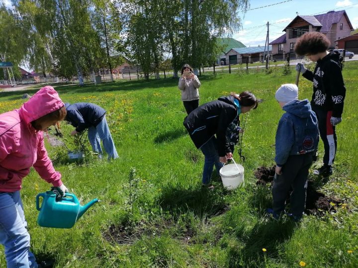 Сегодня 26 мая на территории Центра детского творчества состоялась акция "Посади дерево"