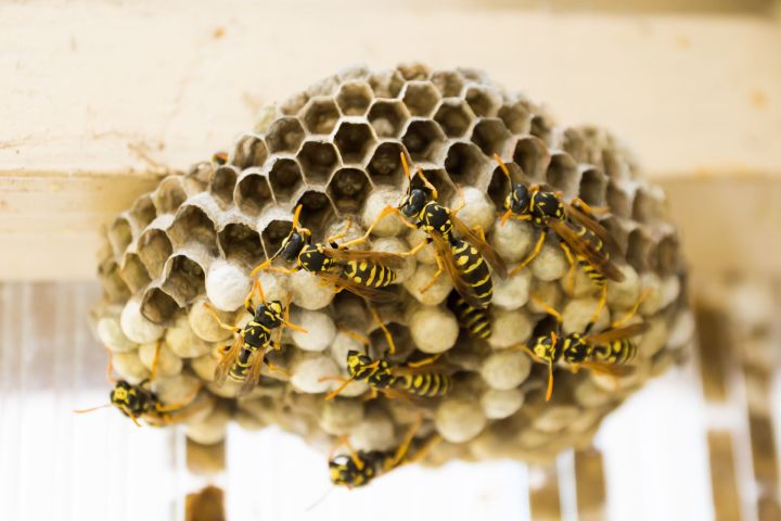 В Татарстане пчеловоды сообщили&nbsp;о массовом отравлении пчел&nbsp;