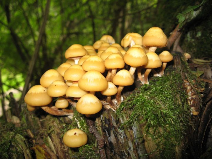 Эксперт Тихомиров сообщил, что грибной сезон в РФ может начаться в конце июля