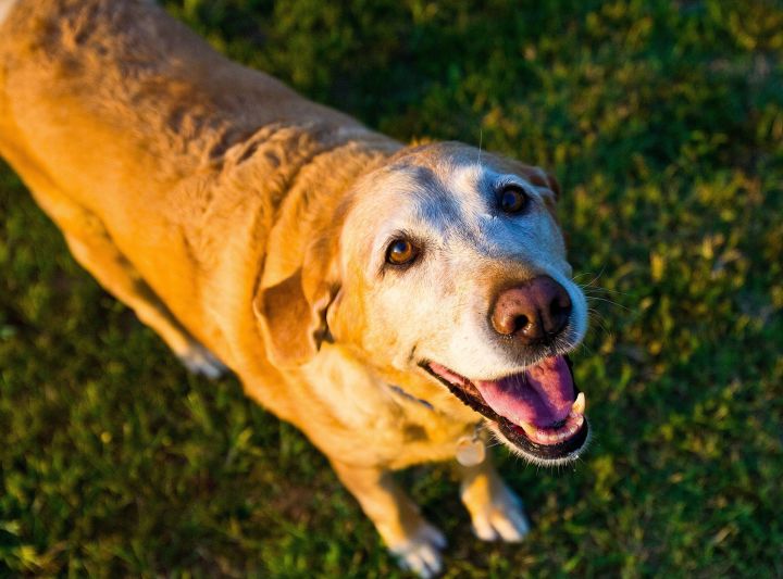 В Нижнекамске догхантер жестоко убивает собак