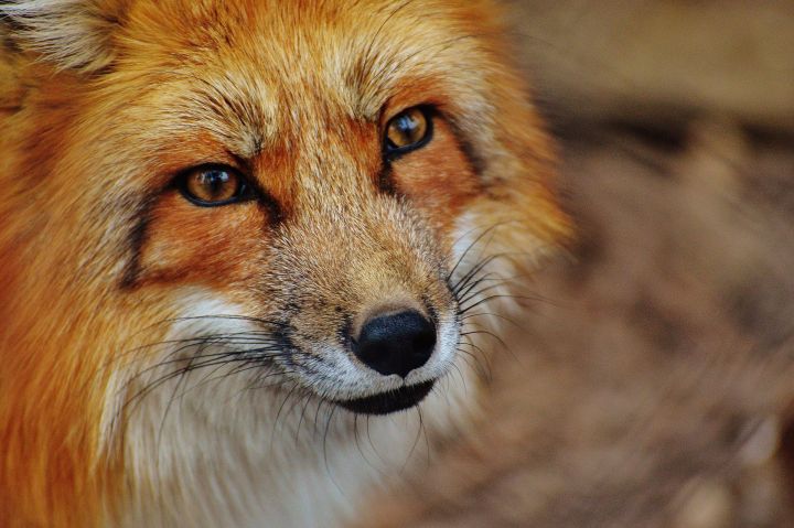 Жителей Татарстана предупреждают о нашествии лис в населенных пунктах