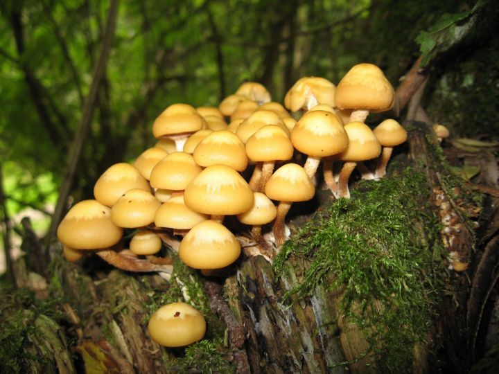 Вред и польза лесных грибов