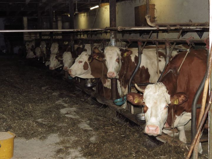 В РТ на 2024 год уже зарегистрировано 139 уведомлений об отнесении веществ, образуемых при содержании сельхозживотных, к побочным продуктам животноводства