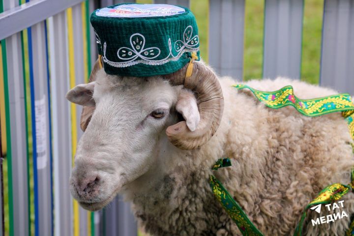 Для убоя жертвенных животных на Курбан-байрам в Татарстане организуют 55 площадок