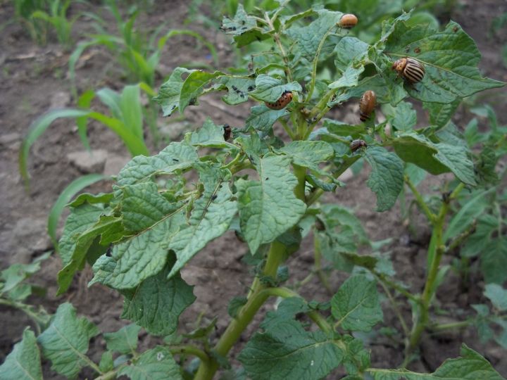Огородные вредители: как эффективно бороться с колорадским жуком?