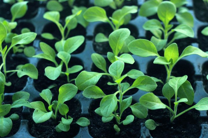О чем надо помнить при выращивании рассады овощей?