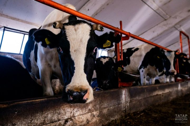 Уменьшение поголовья крупного рогатого скота в Татарстане все еще продолжается