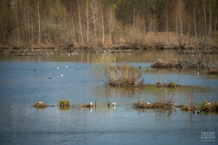 В этом году в РТ птицы вернулись с зимовки очень рано