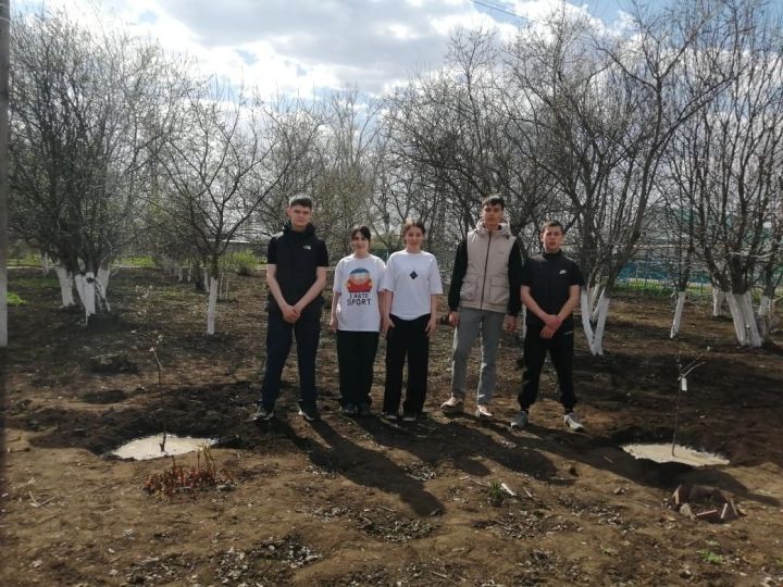 Сажая яблони, выпускники оставляют след в родной школе