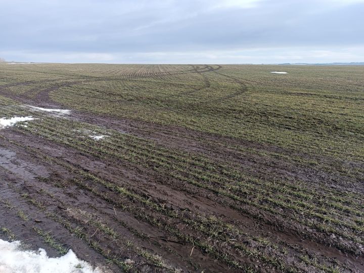 Два хозяйства района завершили подкормку озимых
