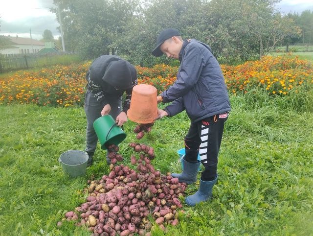 Трудовой десант: «Урожай — в школу»