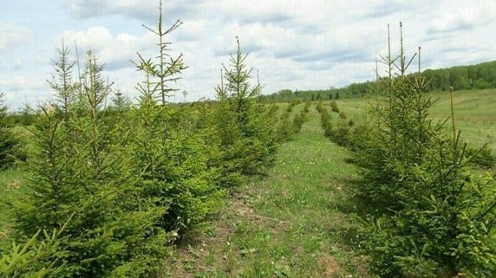 Татарстанда аучылык биләмәләрен урнаштыру, алардан файдалану һәм саклау ничек оештырылган?