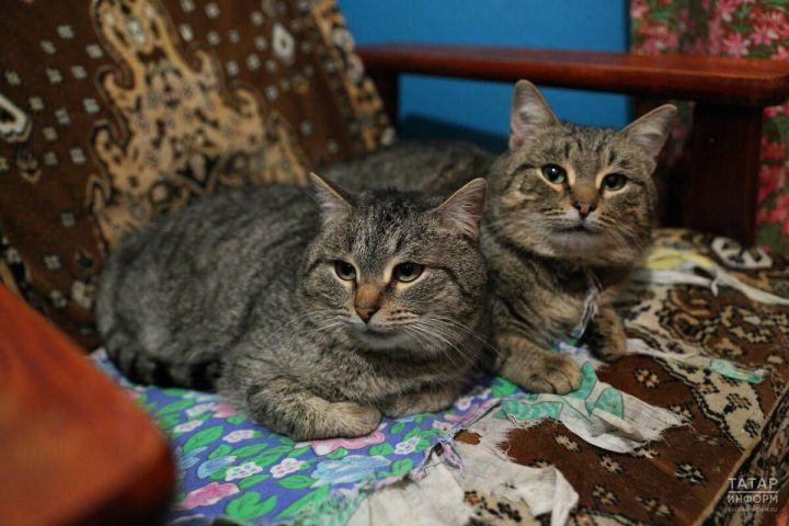 Безопасность совместного сна детей и домашних животных: мнение эксперта