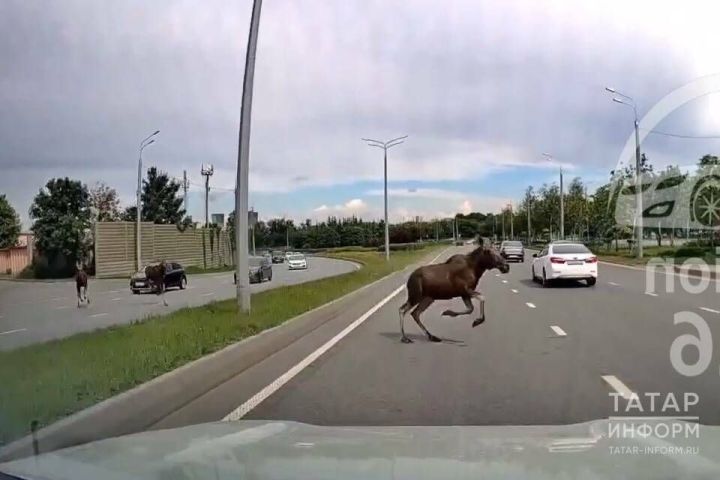 Осенний гон лосей: водителей призывают к повышенной осторожности на дорогах
