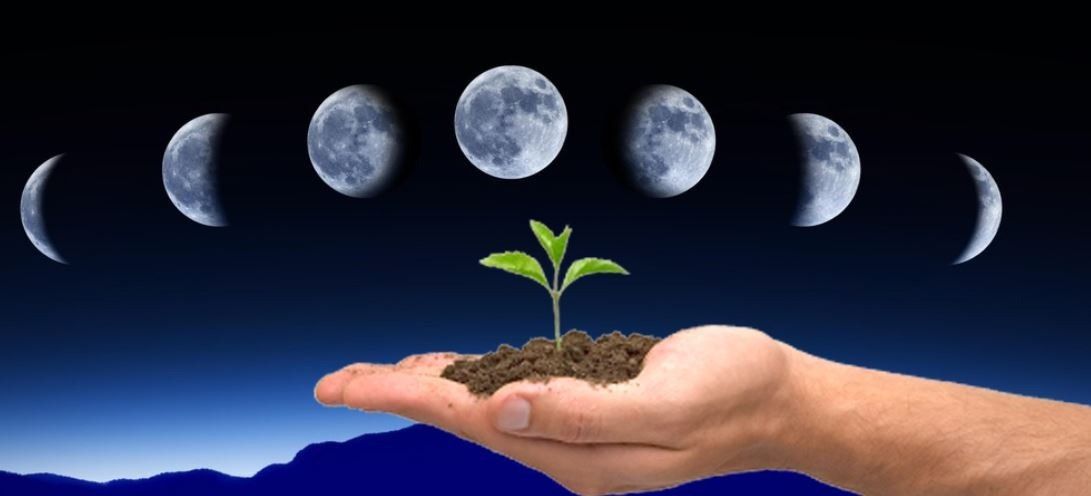 Семена на растущую луну. Луна и растения. Влияние Луны на природу. Растущая Луна и растения. Влияние Луны на живую природу..