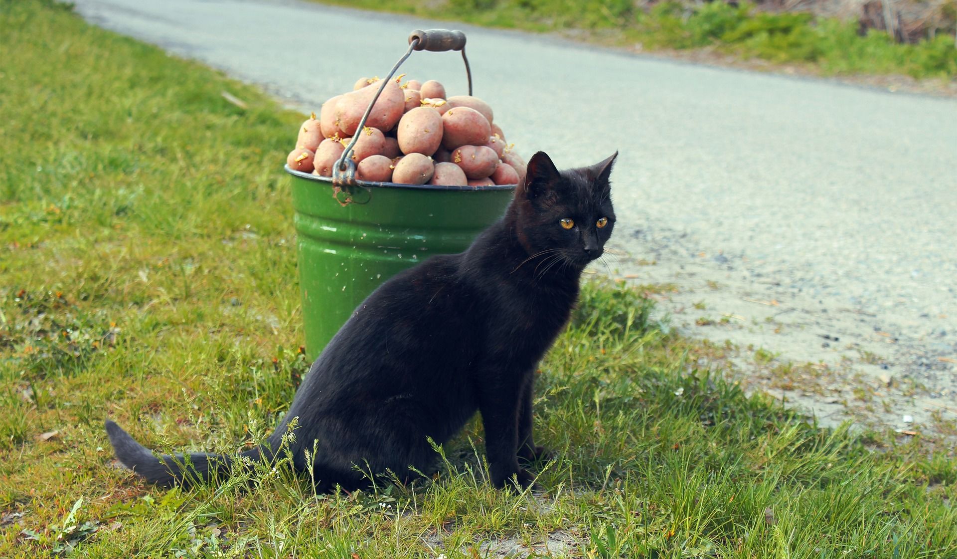 Кошка картошка. Кошка картошечка. Котенок картошка. Котенок копает картошку. Картоха кошка.