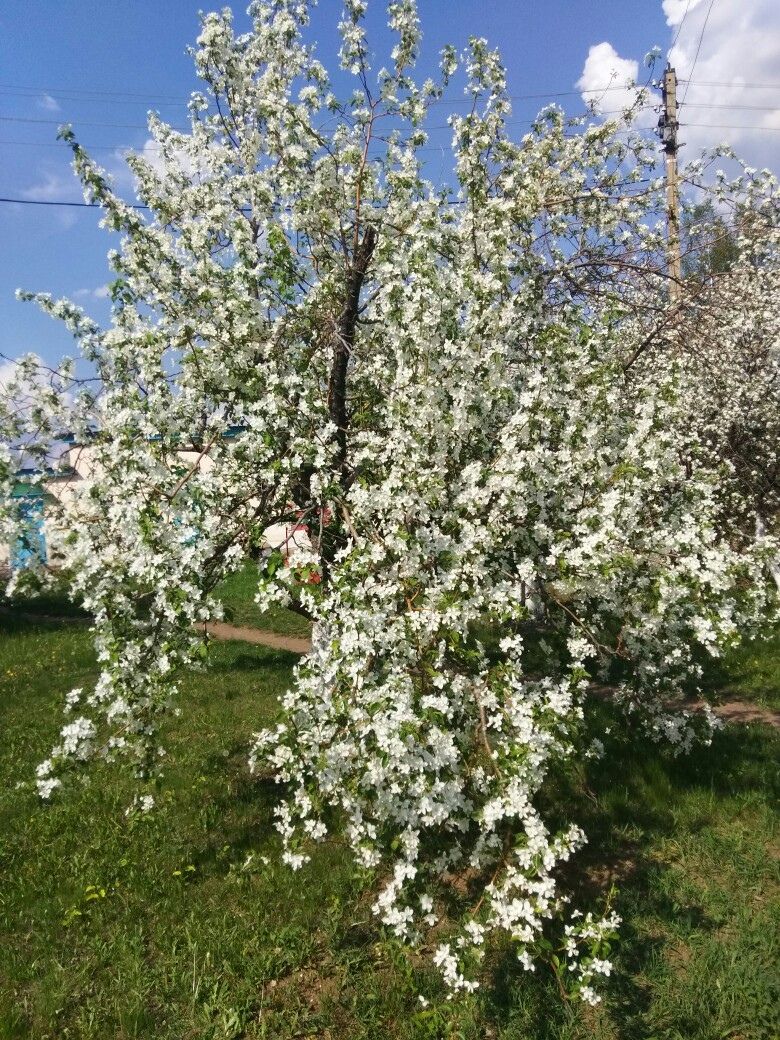 Груша в саду: хороший уход – обильный урожай