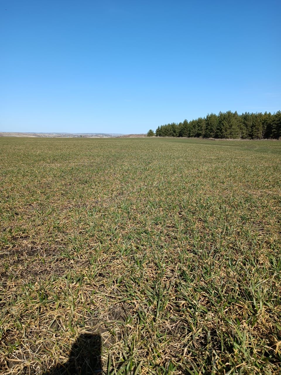 Земледельцы района скоро приступят к подкормке озимых культур
