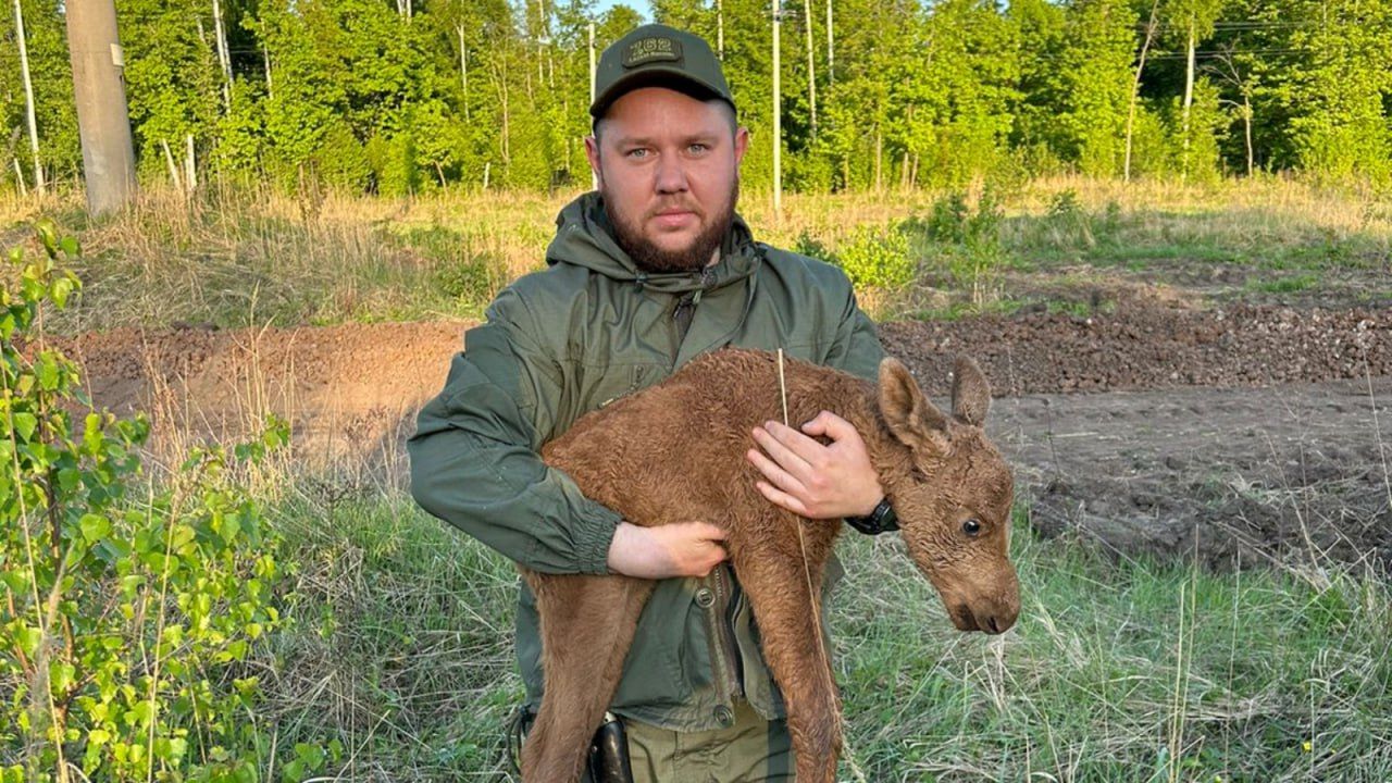 Сотрудники Госкомитета Татарстана по биоресурсам помогли лосенку выбраться из ямы