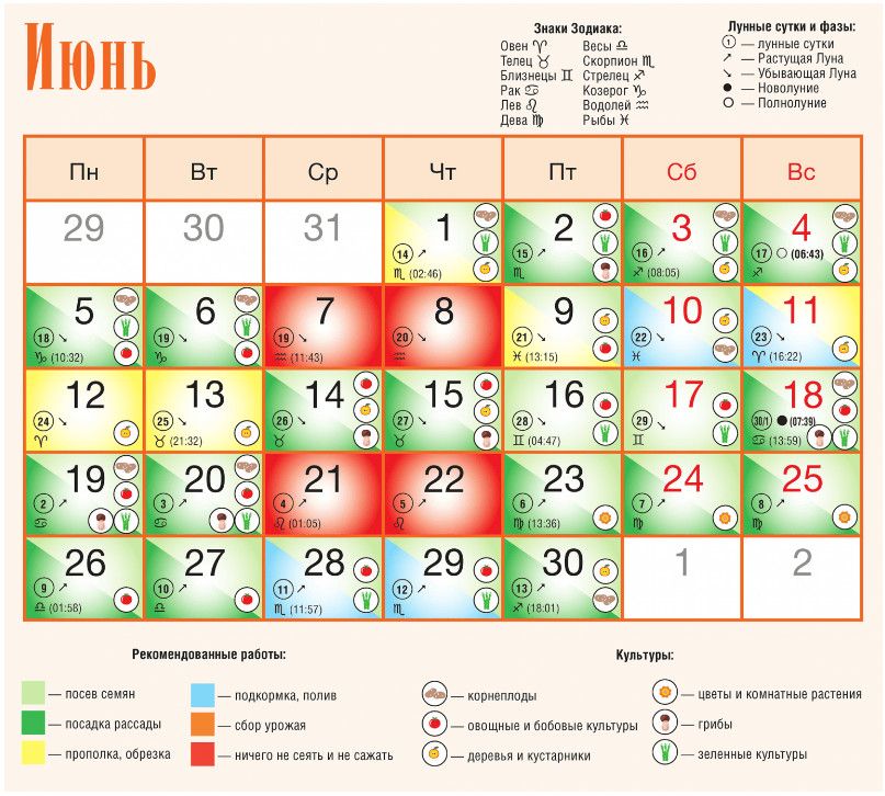 Как в июне подкармливать овощи?