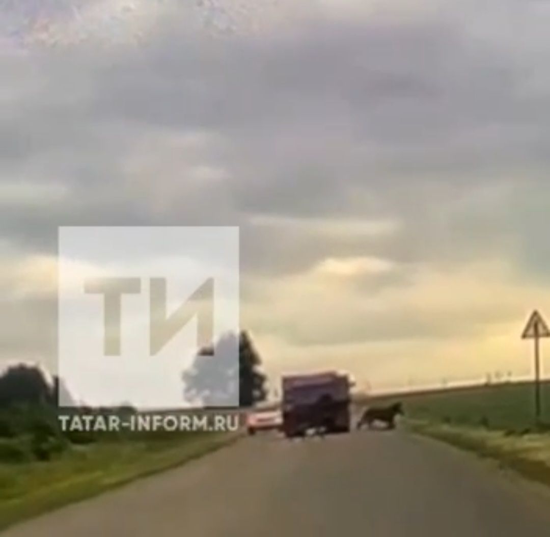 В Тукаевском районе РТ молодая девушка упав с лошади, погибла под грузовиком