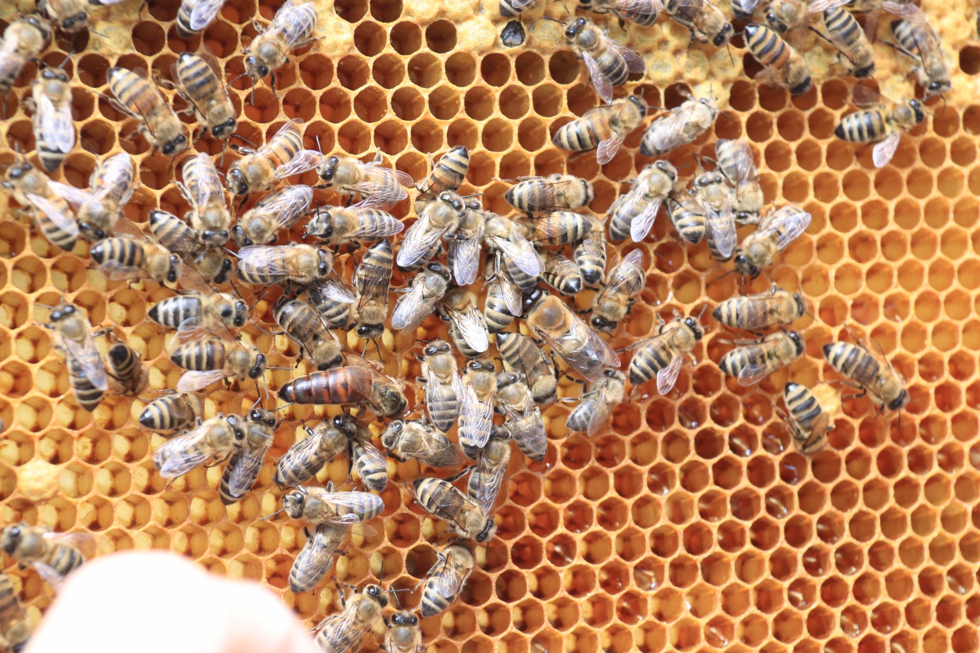 К пчеловодству – с современным подходом