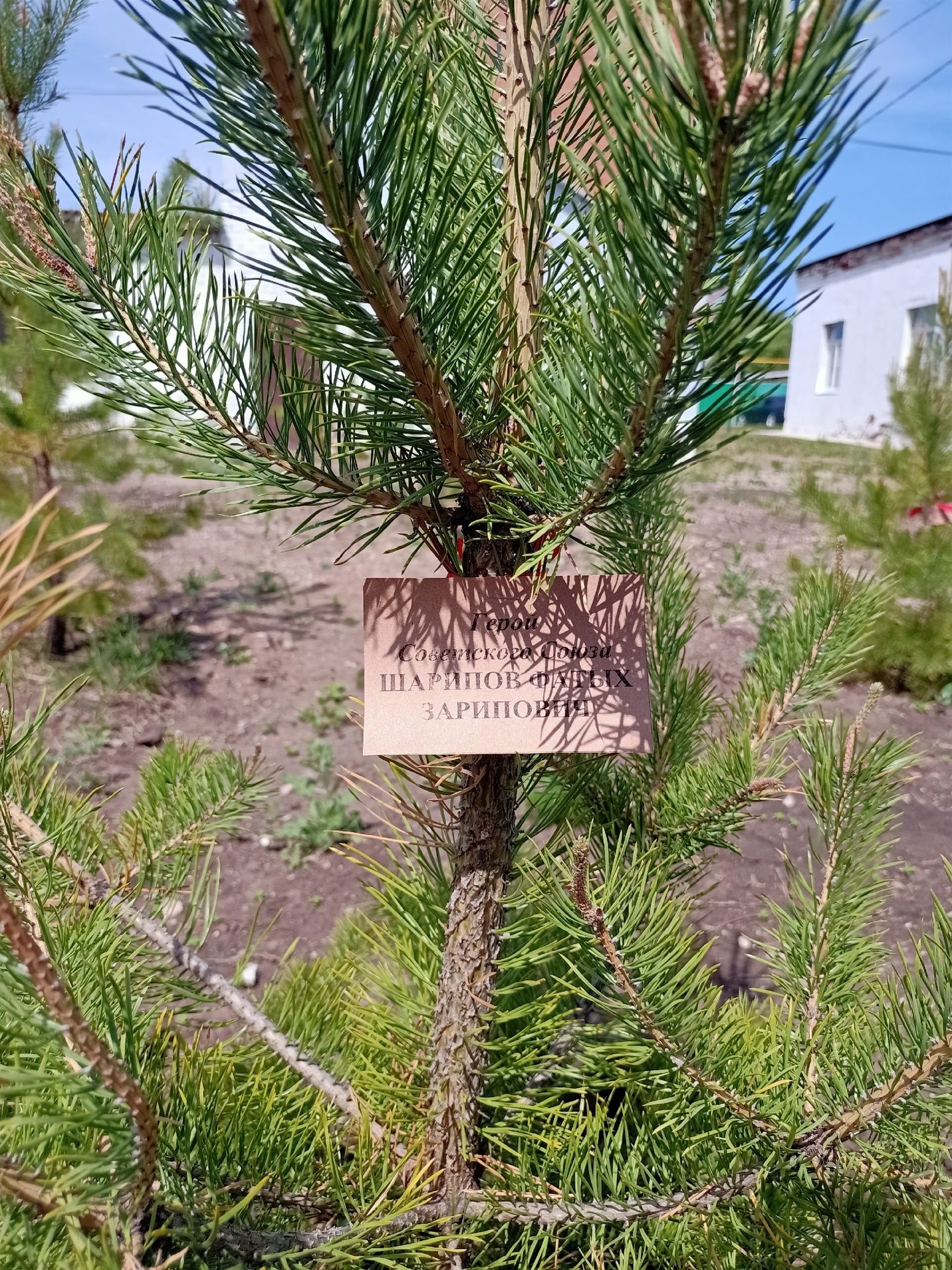 Память о героях района сохранится в саженцах деревьев