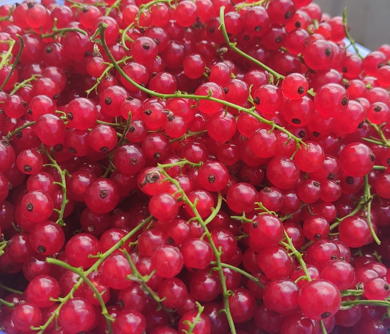 Ягоды Ютазинского района: вкусно, полезно, по-нашему