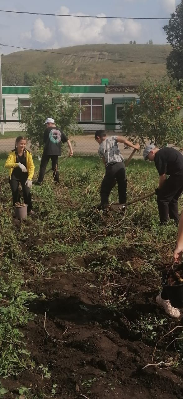 «Осенний урожай патриотов» собрали ученики Старо-Уруссинской школы