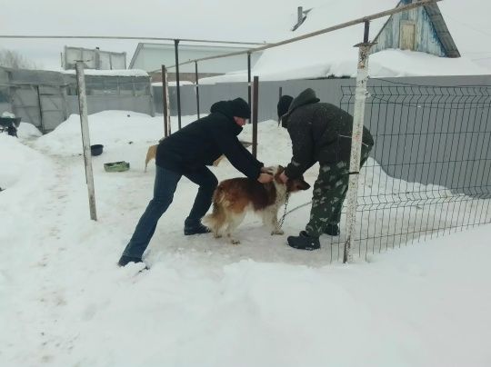 Ветеринары проверили, как владельцы собак соблюдают закон о чипировании